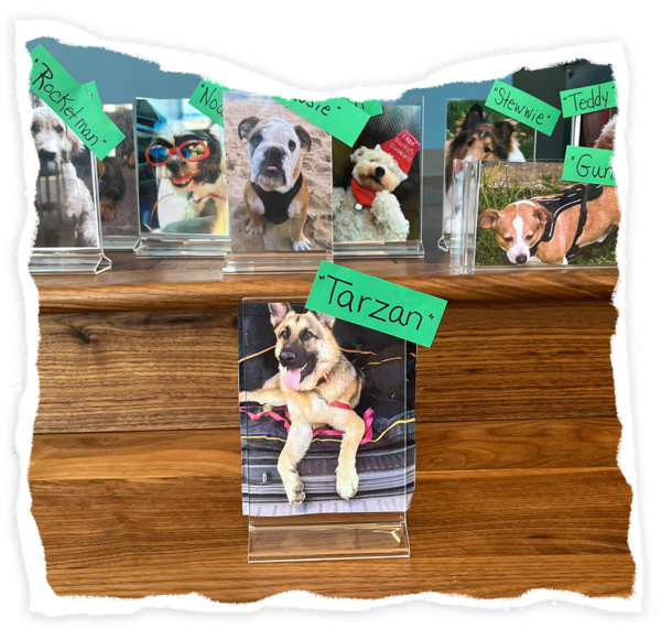 The Hidden Life of Connecticut Dog Licenses